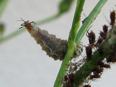 アブラムシを食べるヒラタアブの幼虫 ぁぃの飼育ブログ