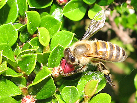 ベニシタンの蜜を吸うミツバチ