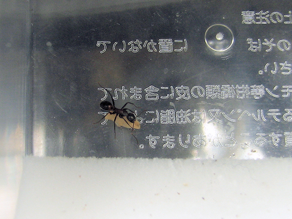 急速羽化モードに突入で羽化