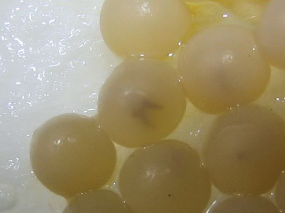 カタツムリの卵に孵化の兆しあり
