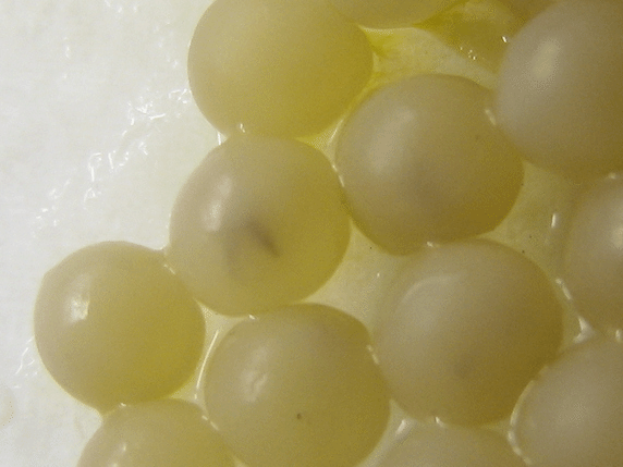 カタツムリの卵に孵化の兆しあり
