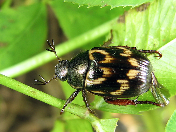 撮って撮ってのセマダラコガネ