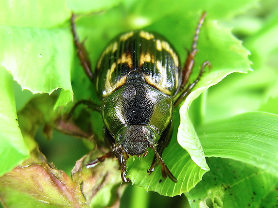 撮って撮ってのセマダラコガネ