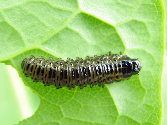 サンゴジュハムシの幼虫か