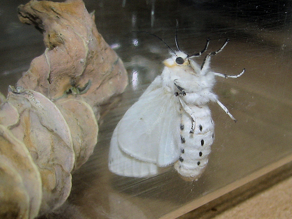 クワゴマダラヒトリが羽化
