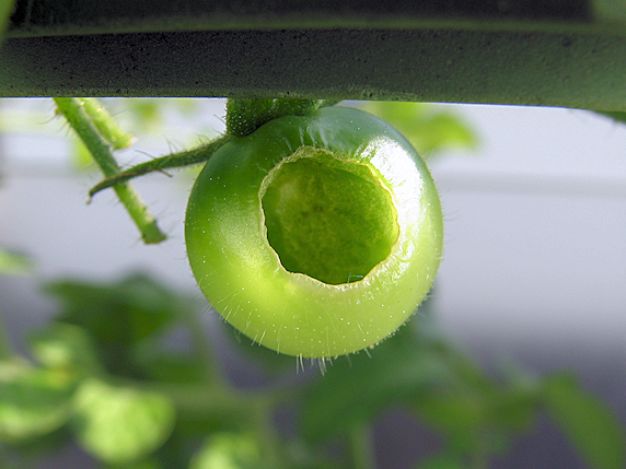 ミニトマトの実に害虫襲来