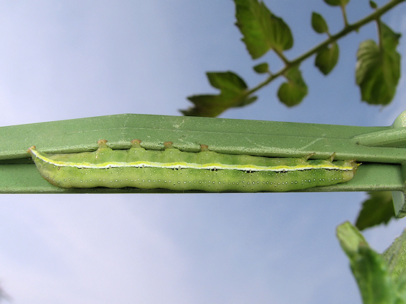 ミニトマトの実に害虫襲来