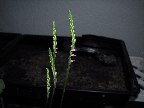 ネジバナ開花開始