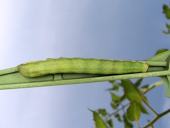 ミニトマトの実に害虫襲来