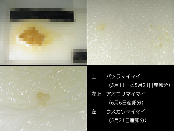 カタツムリの卵のその後