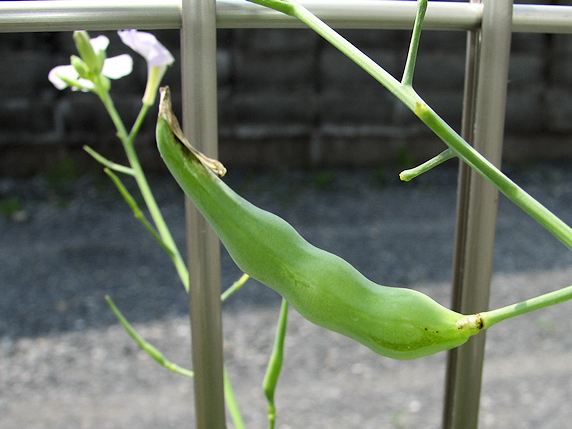 葉大根の変則栽培