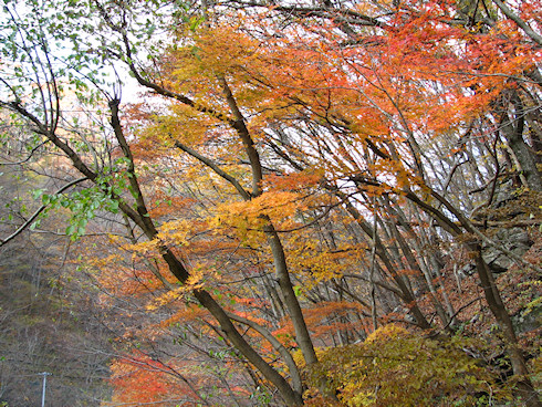 紅葉、見ごろなり