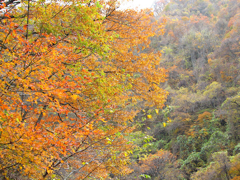 紅葉、見ごろなり