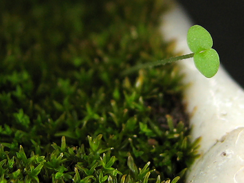 苔の中からの発芽