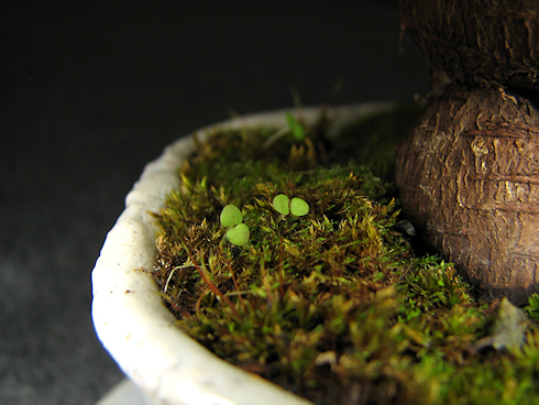 苔の中からの発芽