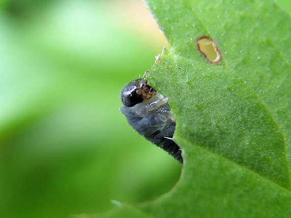 葉を食べるハバチの幼虫