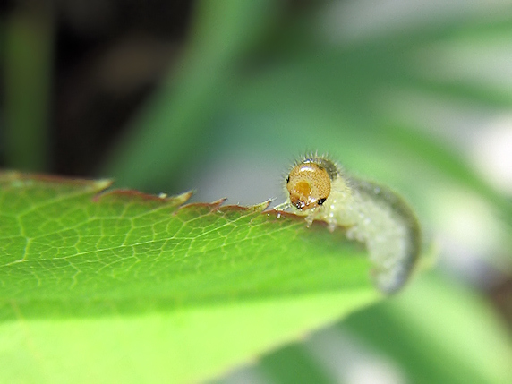 ハバチの幼虫