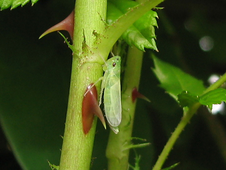 ツマグロオオヨコバイの幼虫
