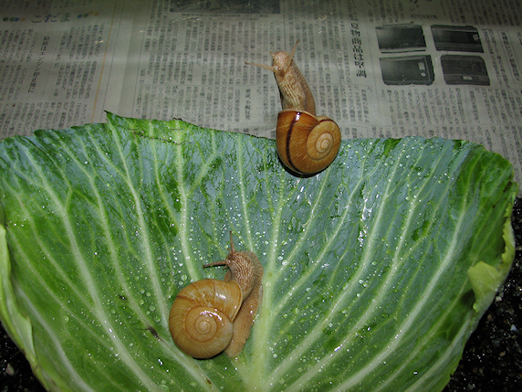 アダムとイブのカタツムリ