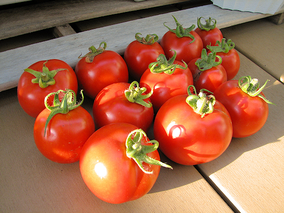 ３種のトマトを一気に収穫