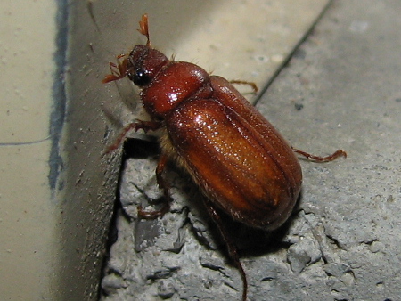 名前のままのナガチャコガネ