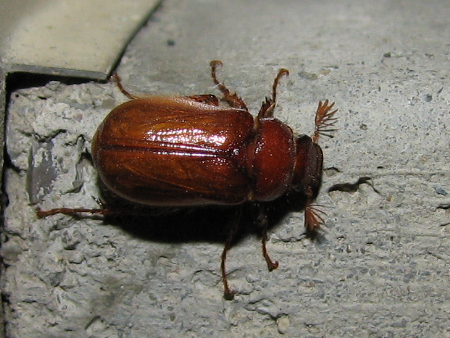 名前のままのナガチャコガネ
