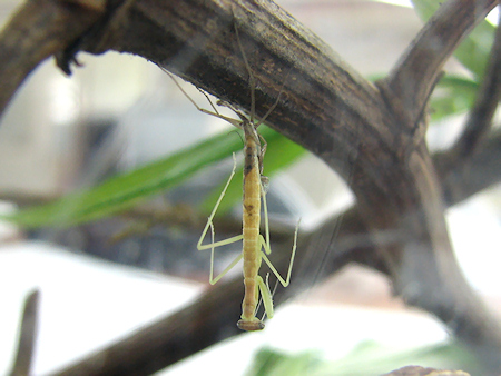 オオカマキリの脱皮
