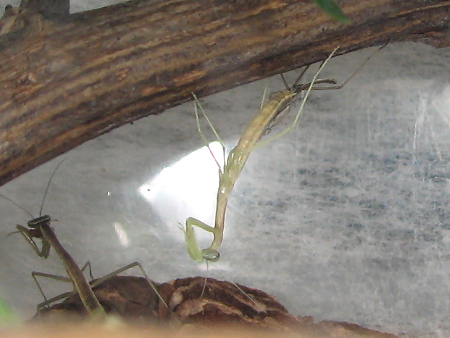 オオカマキリの脱皮