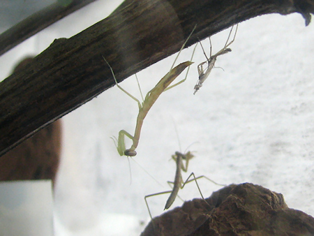 オオカマキリの脱皮
