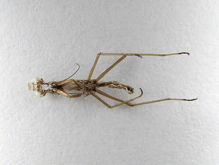 オオカマキリの脱皮