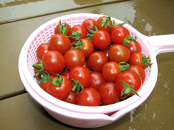 ミニトマト収穫8回目56個