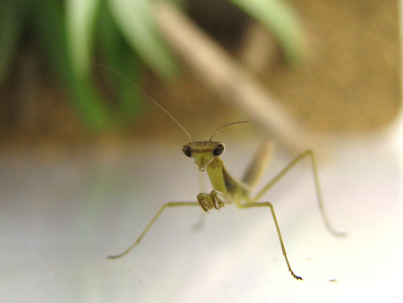 ショウジョウバエが尽きる
