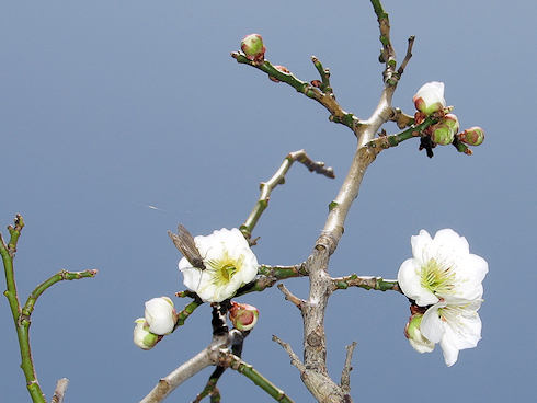 庭のウメが開花