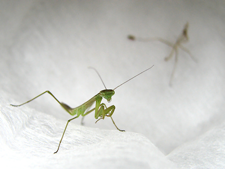 オオカマキリ、3齢へ