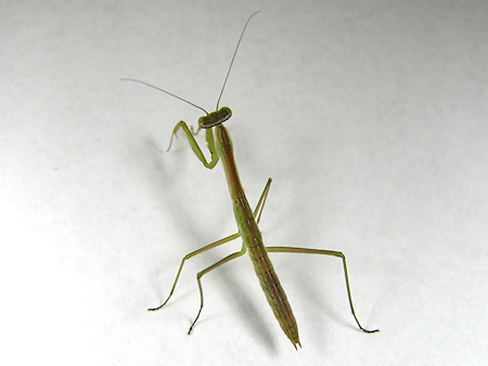 オオカマキリ、3齢へ