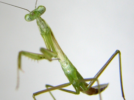 オオカマキリ、3齢へ