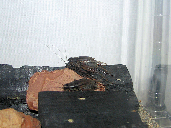 エンマコオロギの交尾確認