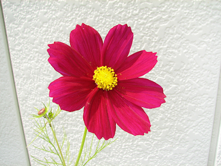 ワイン色のコスモス開花