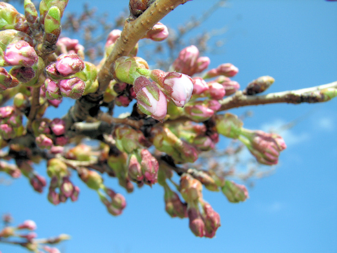 間もなく桜が開花