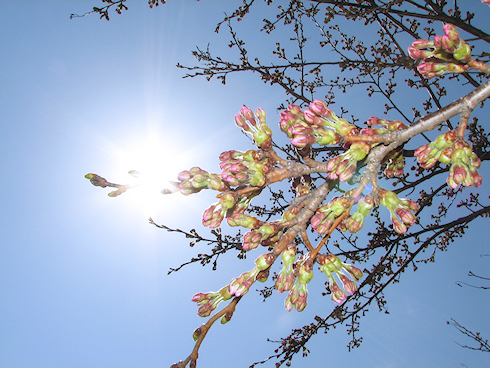 間もなく桜が開花