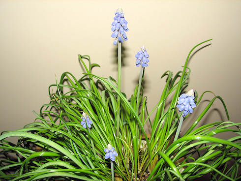 ムスカリ開花