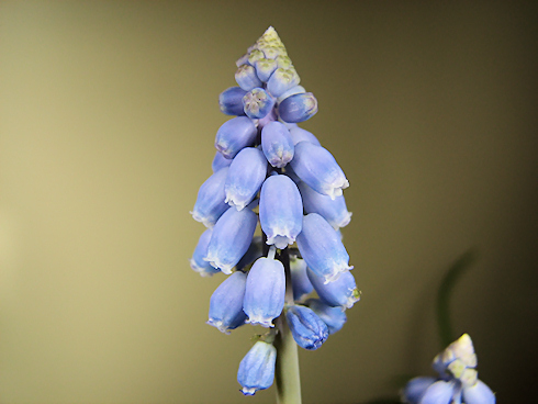 ムスカリ開花