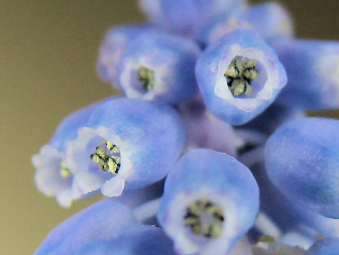 ムスカリ開花