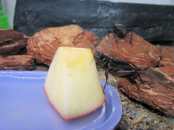 リンゴを食べるエンマコオロギ