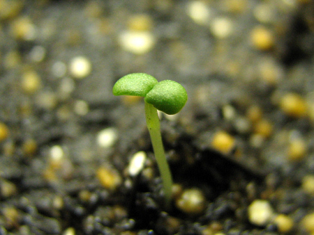 イチゴの発芽後の成長