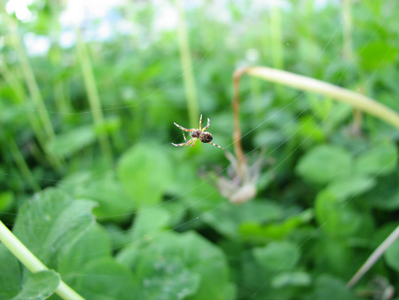 写真館-糸を張るクモ