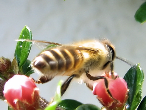 昆虫に大人気のベニシタンの蜜