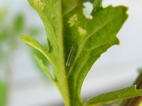 謎のアブラナ科で幼虫が孵化
