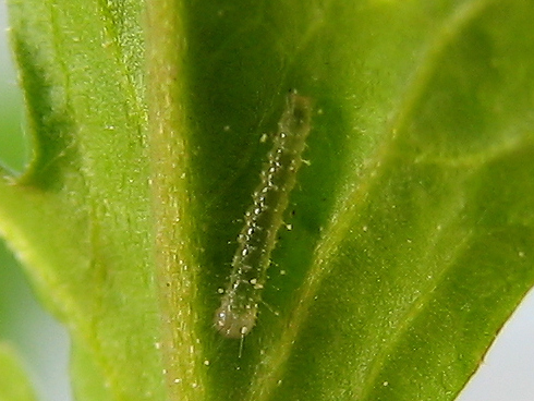謎のアブラナ科で幼虫が孵化