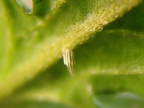 謎のアブラナ科で幼虫が孵化